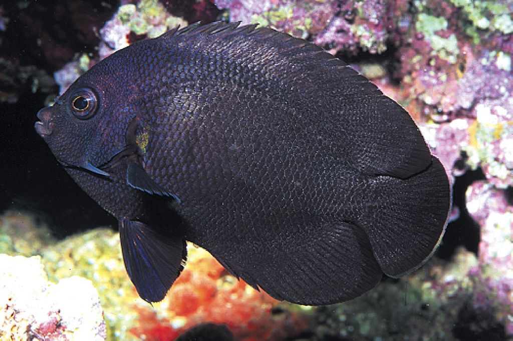 Black Nox Angelfish