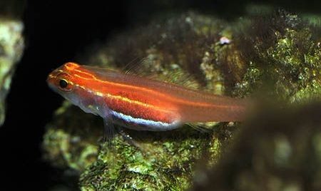 Red Neon Eviota Goby