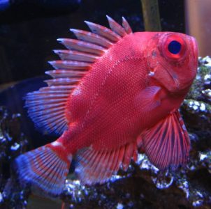 Popeye Catalufa Soldierfish