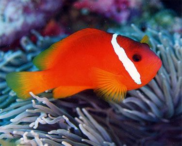 Fiji Barberi Clownfish