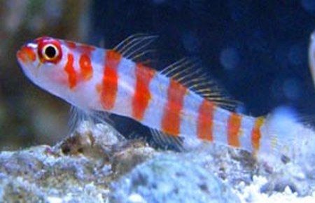 Red Striped Goby