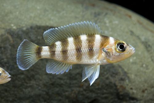 Gold Sexfasciatus Cichlid