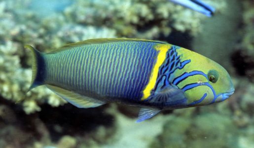 Goldbar Wrasse