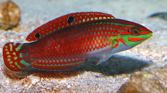 Red-Lined Wrasse