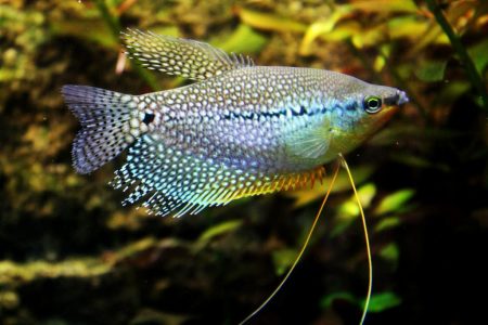 Pearl Gourami