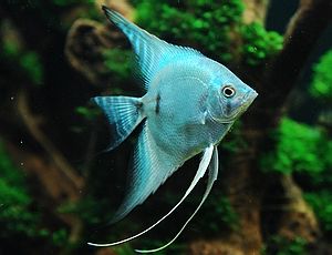 Blue Angelfish