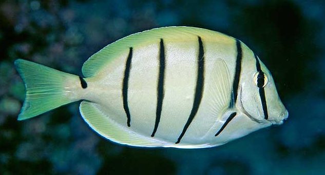 Convict Tang