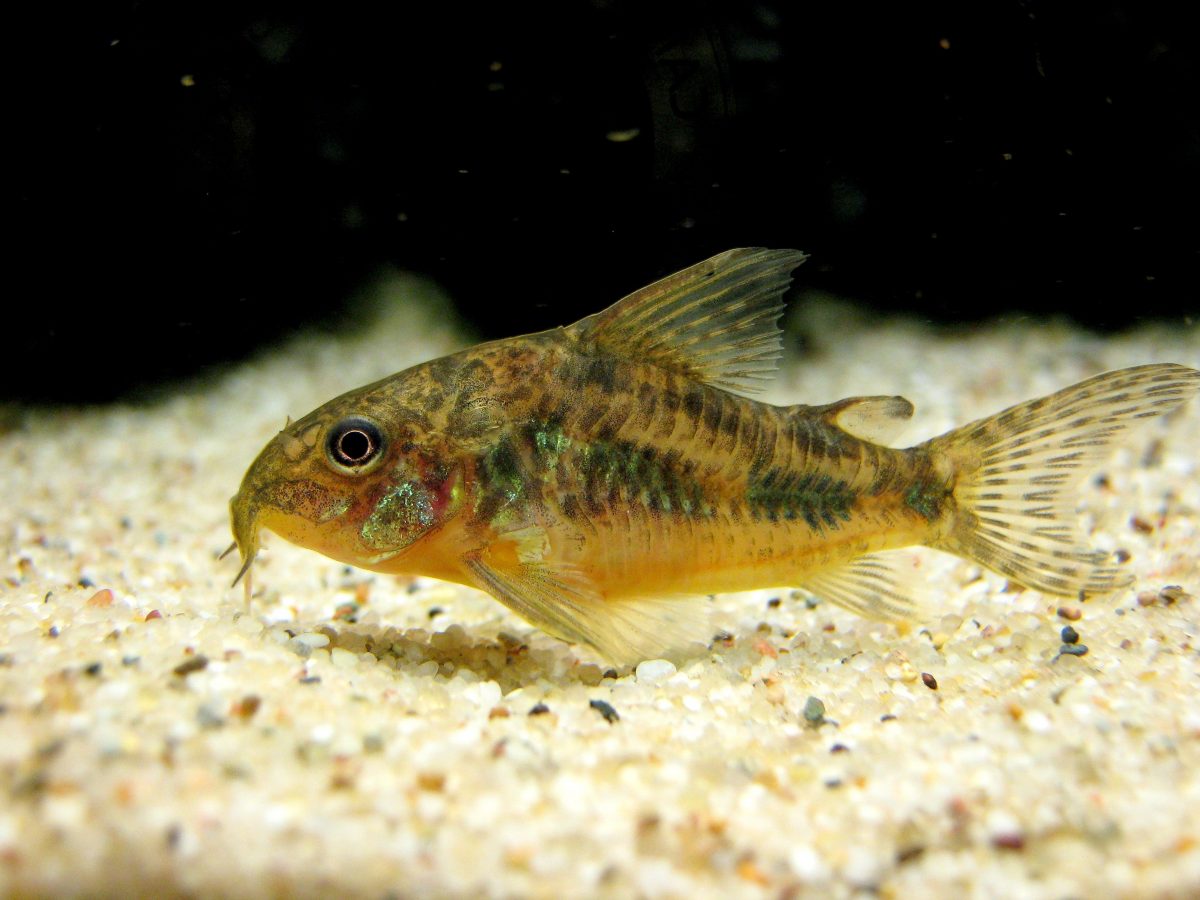 Palespotted Cory Cat