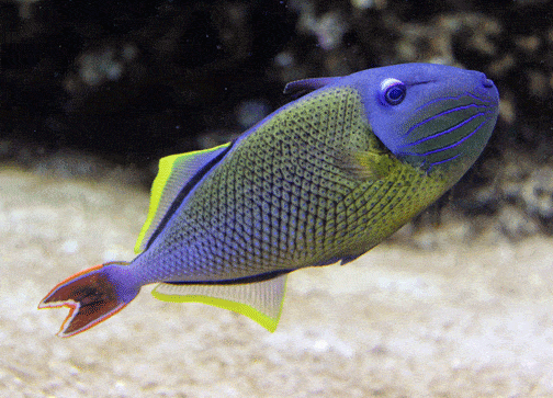Crosshatch Triggerfish
