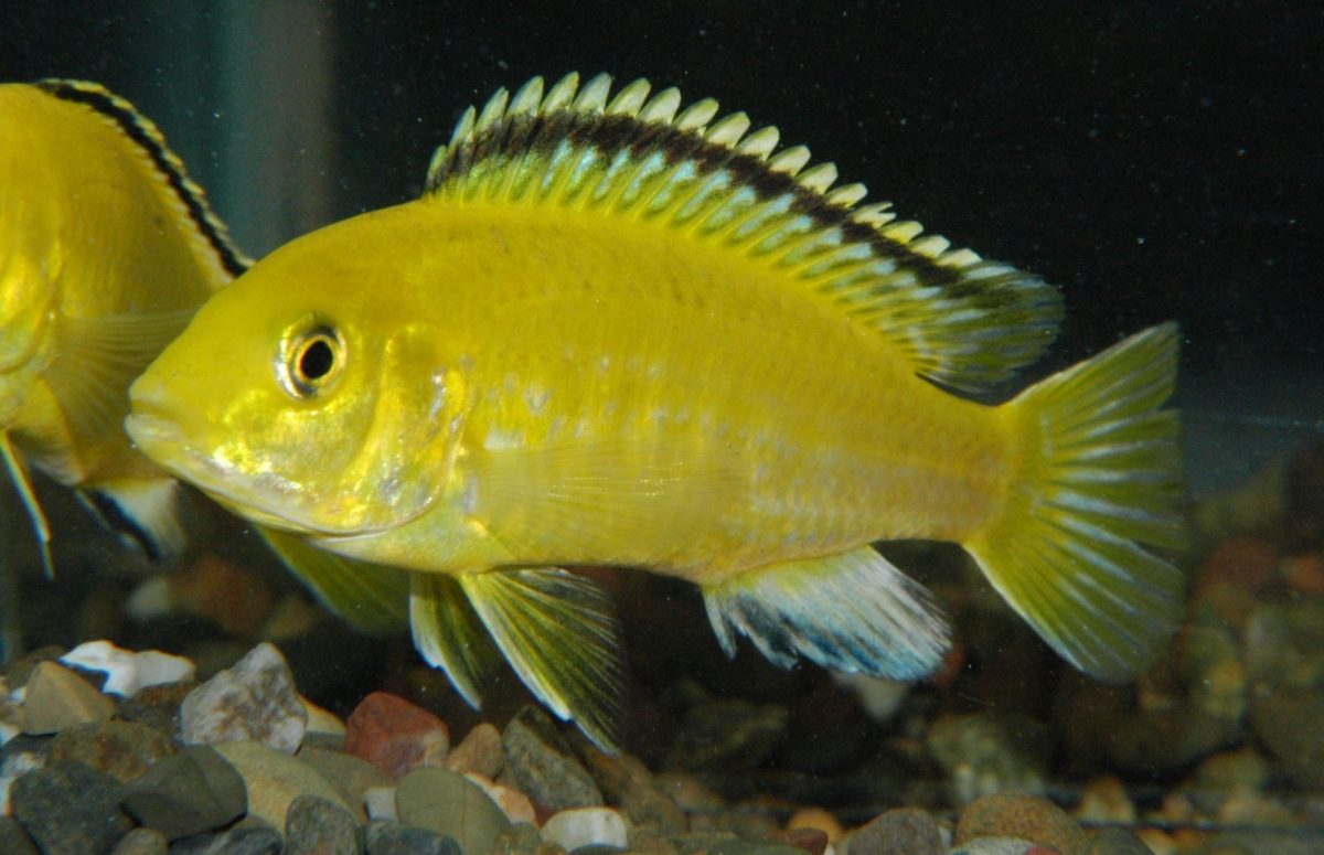 Electric Yellow Cichlid