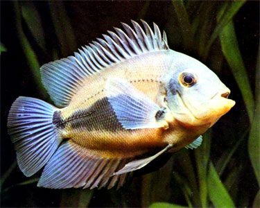 Uaru Cichlid