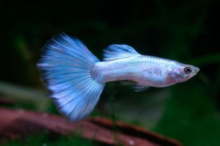 Neon Blue Tux Guppy