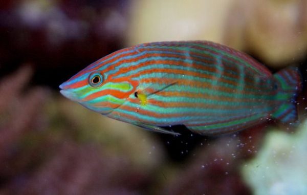 Hoeven's Wrasse - Pick Fish