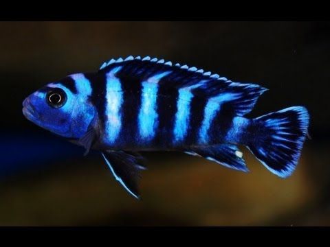 Demasoni Cichlid