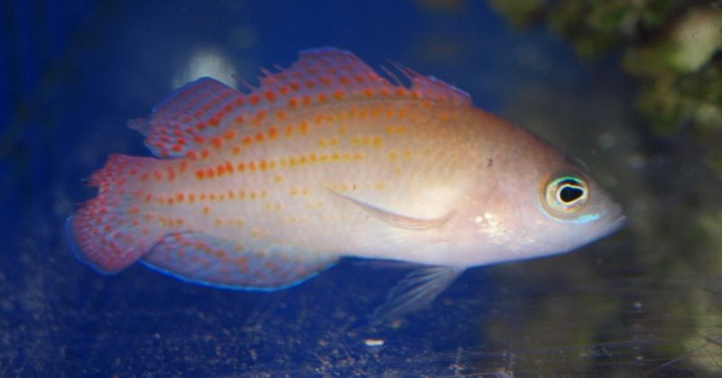 Red Spotted Dottyback