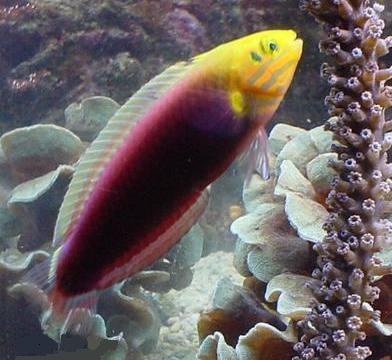 Radiant Wrasse