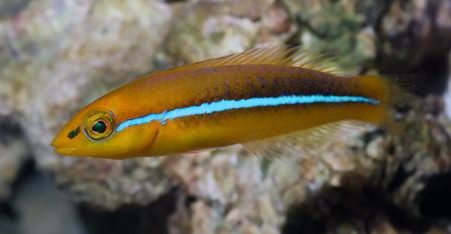 Neon Wrasse