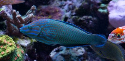 Grey Head Wrasse