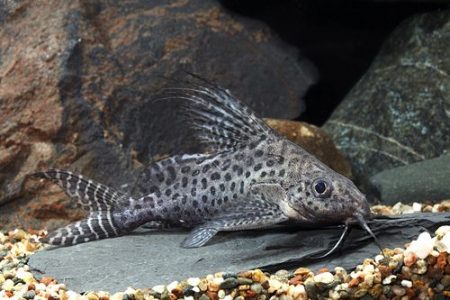 Synodontis Eupterus Catfish