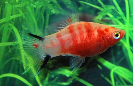 Bleeding Heart Platy