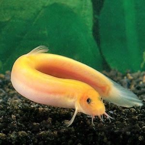 Dojo Loach