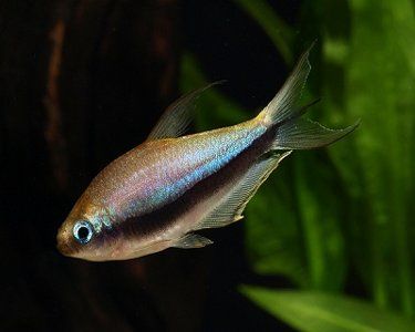 Emperor Tetra