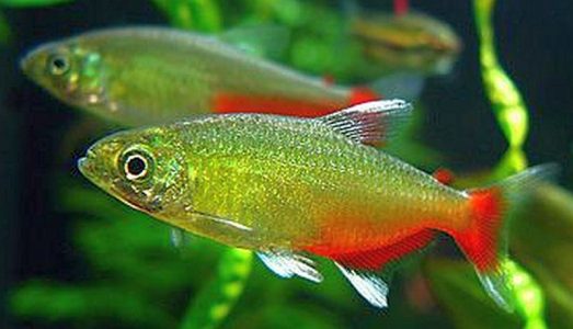 Green Fire Tetra