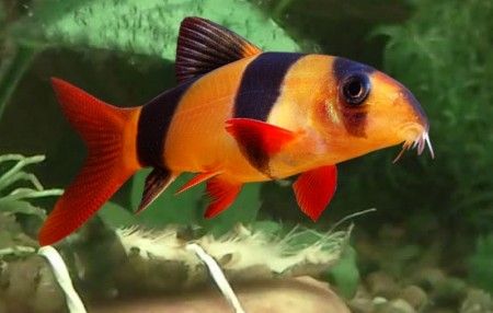 Clown Loach