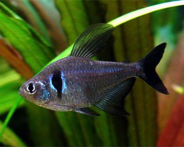 Black Phantom Tetra