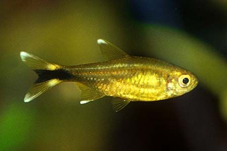 Silver Tip Tetra