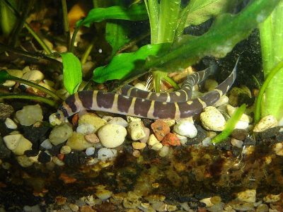 Black Kuhlii Loach