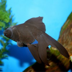 Black Moor Goldfish