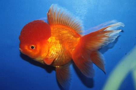 Red Oranda Goldfish